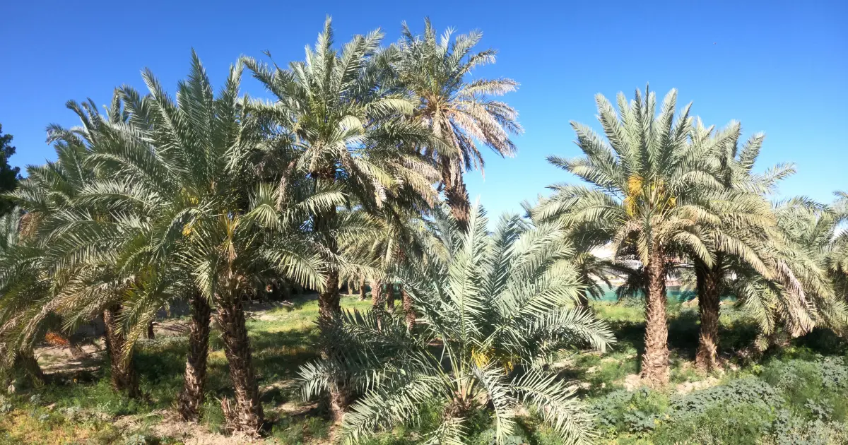 new Central Dates Market