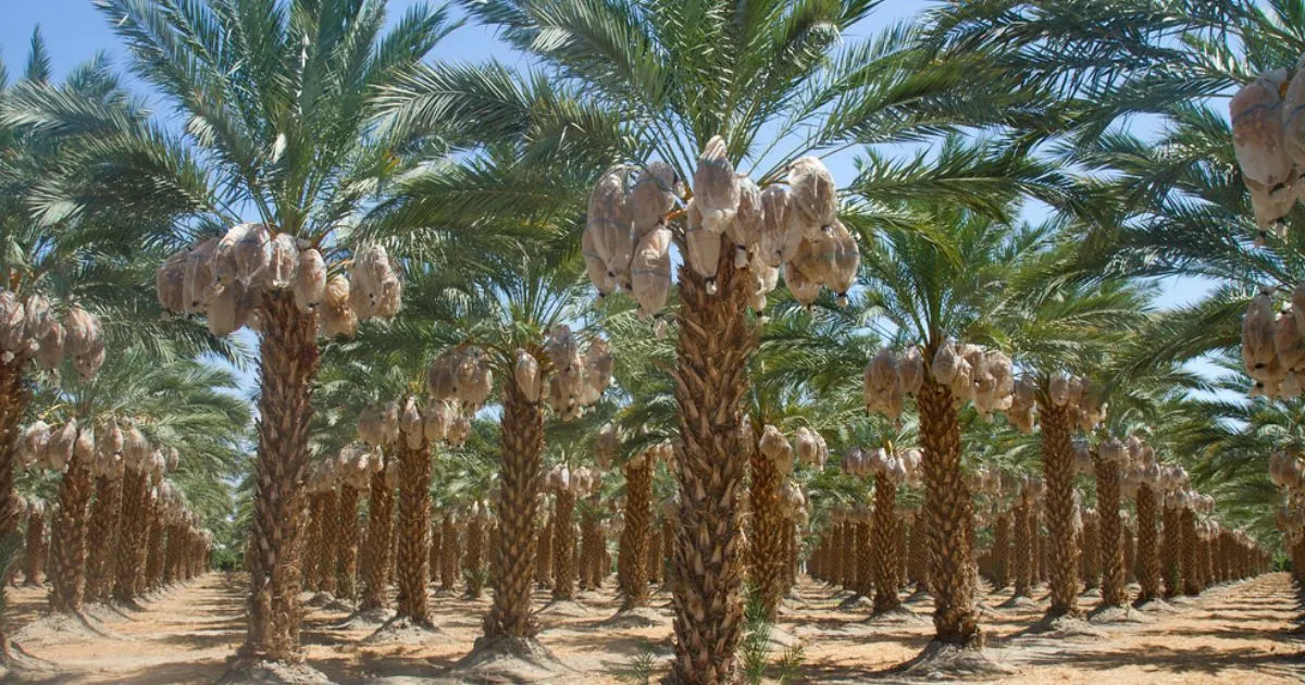 Madinah date farm tour