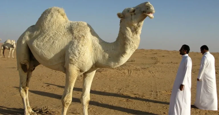 Saudi Arabian mea
