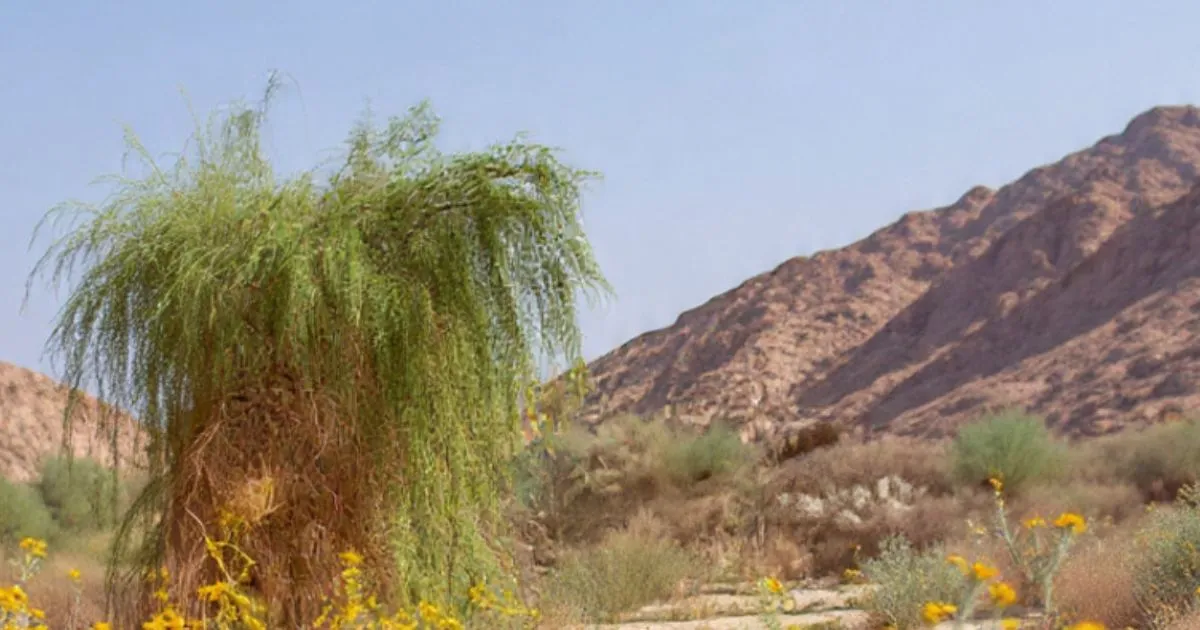 Madinah birdwatching