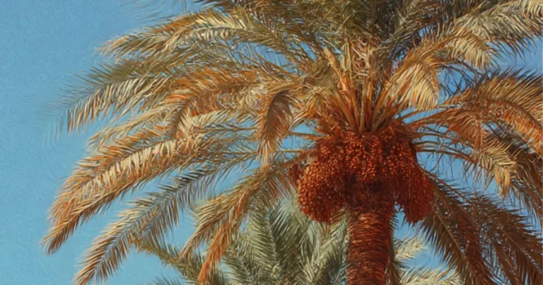 Historic Al-Uyaynah: A Journey Through Madinah’s Ancient Agricultural Heart